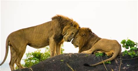 Lion Filming In Queen Elizabeth National Park Best Time For Lion Filming