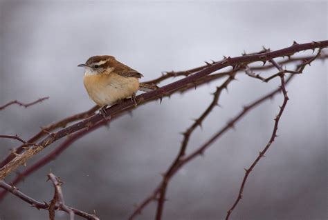 Carolina Wren Audubon Field Guide