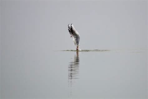 Premium Photo Bird On A Lake