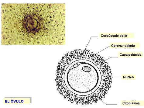 Esquema del óvulo Fotos Guía 2021