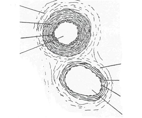 Cross Section of an Artery and Vein Diagram | Quizlet