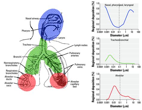 Predicted Fractional Deposition Of Inhaled Particles In The Download Scientific Diagram