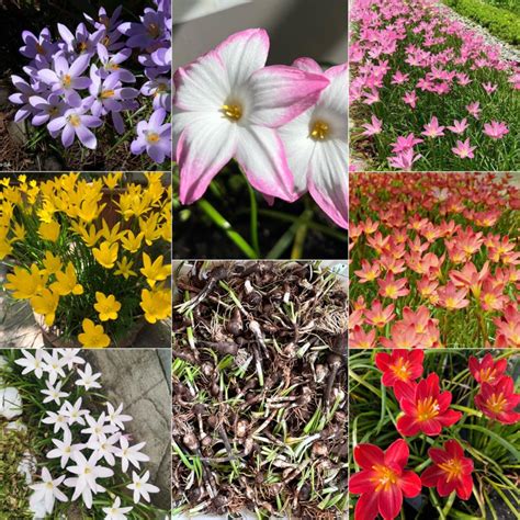 Rain lilies bulbs Assorted 10pcs | Shopee Philippines