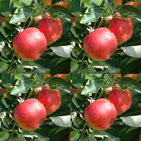 Malus Domestica Mixed Varieties Apple Tree Seeds For Planting | Etsy