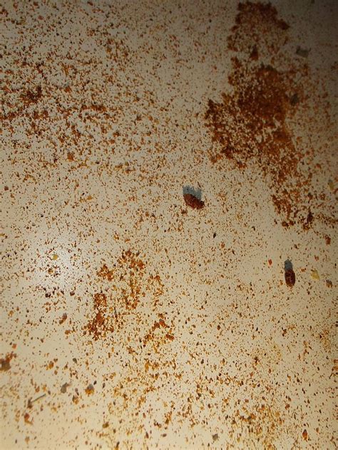 Small flying bugs in spices drawer : r/whatsthisbug