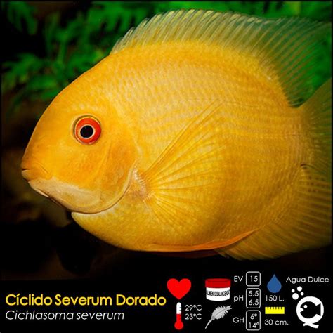 Cíclido Severum Dorado De venta en Aquatic Shop Acuario Aquarium