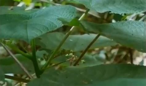 Factsheet Gympie Gympie Dendrocnide Moroides Australian Geographic