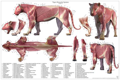 Artstation Tiger Anatomy Model Jun Huang In 2020 Animal Drawings