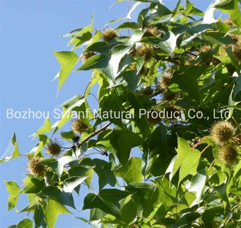 1kg High Quality Raw Dried Liquidambar Formosana Seeds Formosa Sweet