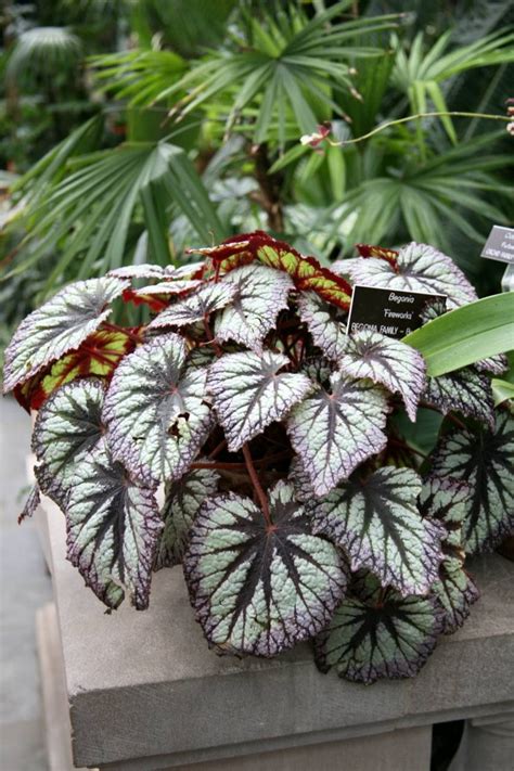 Details 100 Picture La Begonia Rex Abzlocal Mx