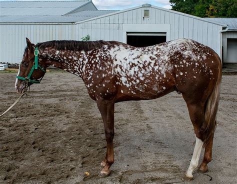 Snowflake Appaloosa