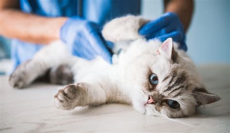 FIV felina como ocorre a transmissão e quais os sintomas