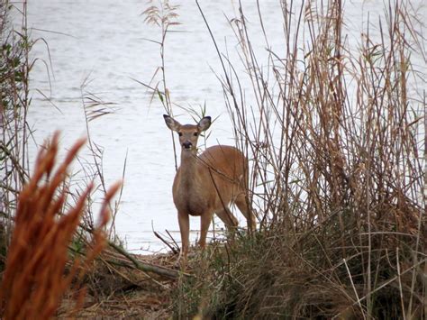 Birding Across Texas: Aransas National Wildlife Refuge Day 1