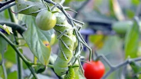 21 Tomato Pests How To Identify And Prevent Them Gardentoollife