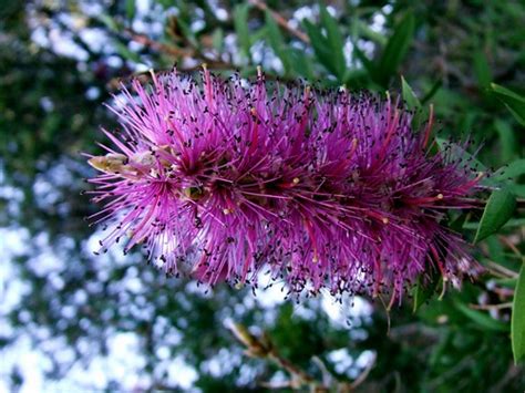 Purple Bottlebrush Flowering Plant 20061012162343e1200 Flickr