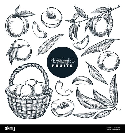 Harvest Of Fruits Stock Vector Images Alamy