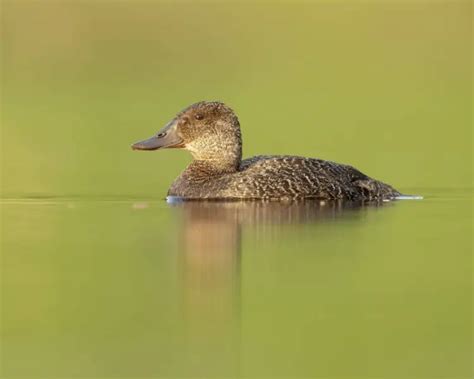 Blue-billed duck - Facts, Diet, Habitat & Pictures on Animalia.bio