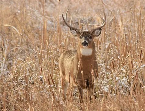 How to use a Deer Decoy for Hunting - The Predator Hunter