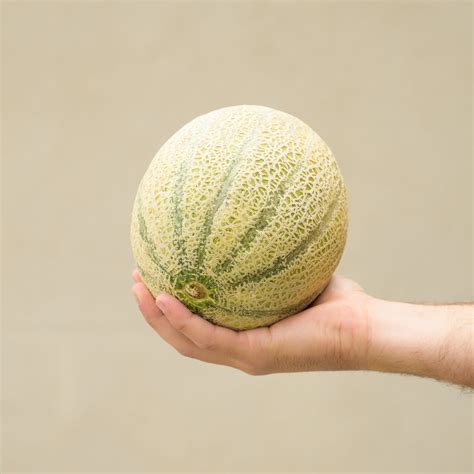 Rockmelon – Adelaide Fruit and Vegetable Delivery