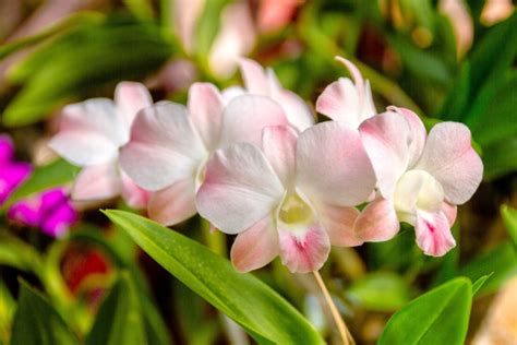 Gratis Billeder Kronblad Flora Hvid Blomst Bl Himmel Organ