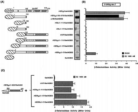 Transactivation Potency Of Truncated Rter Fused To The Gal4dbd A Download Scientific Diagram