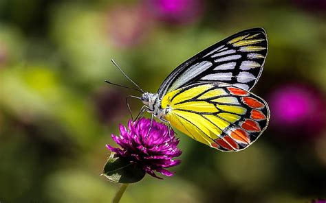 HD wallpaper: Insects Butterfly On Flower Macro Picture Ultra Hd ...