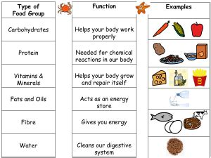 6 Types Of Nutrients