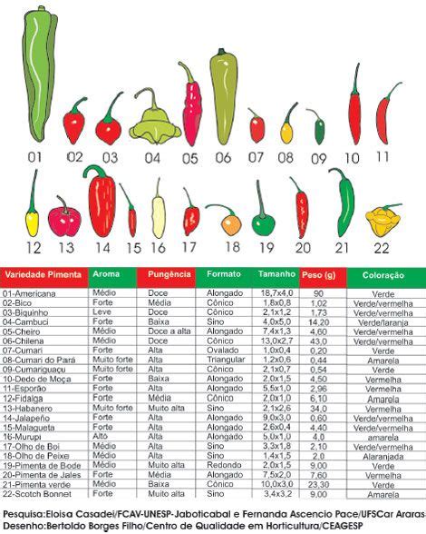 Tipos De Pimentas Tipos De Pimenta Pimentas Receita De Minuto