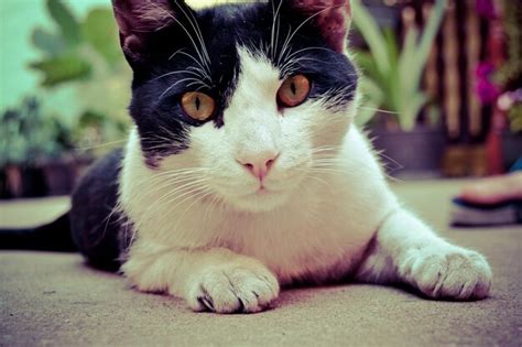 Um Gato Preto E Branco Olhos Amarelos Foto Premium