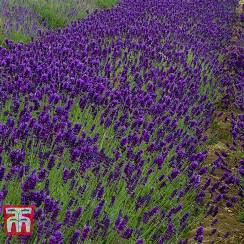 Lavender Imperial Gem Plants Thompson And Morgan