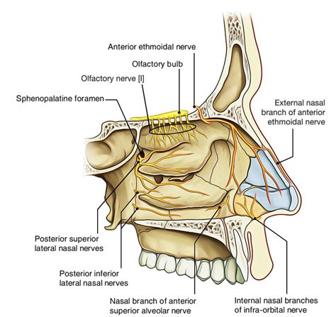 What Two Bones Form The Floor Of The Nasal Cavity Carpet Vidalondon