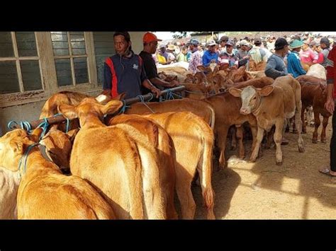 Juta Negobisa Pilih Sepuasnya Pedet Limosin Betina Harga Murah