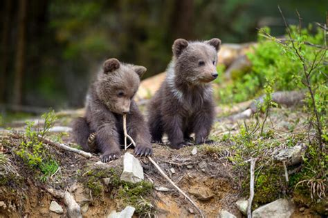 Grizzly Bear Cubs Playing