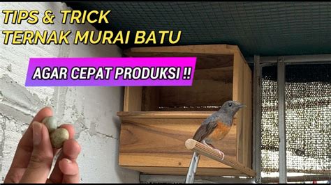 Cara Ternak Murai Batu Untuk Pemula Agar Cepat Produksi Part I