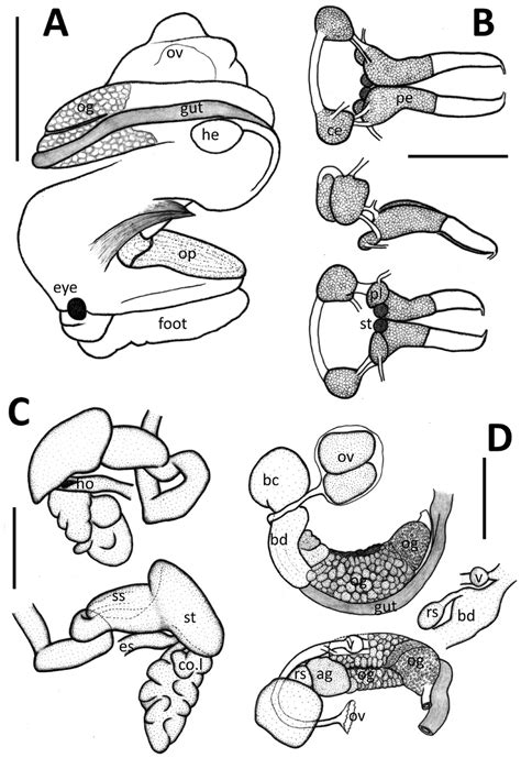 Anatomy of Hydrocena gutta Shuttleworth, 1852 (Sao Miguel Island,... | Download Scientific Diagram