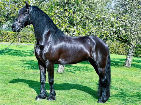 Hunter Friesian Horse For Sale