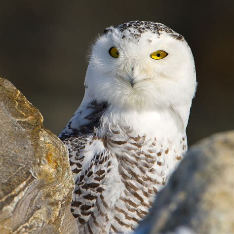 Snowy Owl Portrait