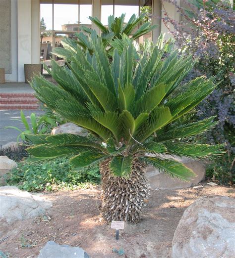 Information about "Cycad.JPG" on cycads - Davis - LocalWiki