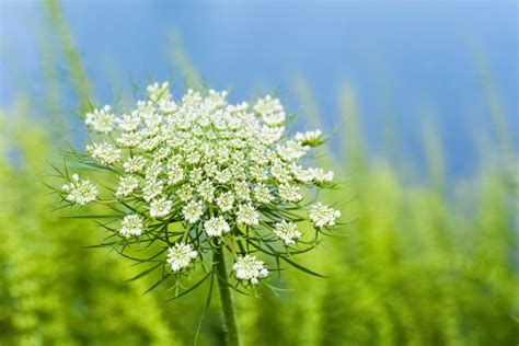 Difference Between Poison Hemlock Vs Queen Annes Lace