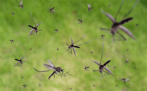 Curiosidades Sobre El Vuelo De Los Mosquitos Dexin