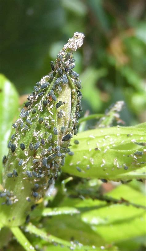 30 Types of Aphids In North America (Pictures & Identification)