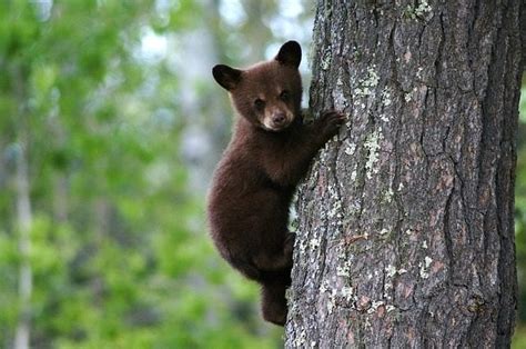 I Cuccioli Di Amarena Stanno Bene E Mangiano Da Soli Oipa Residenti