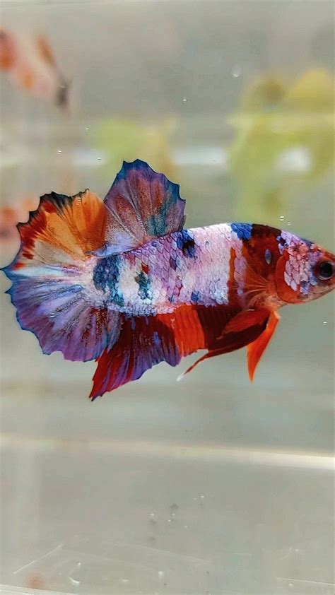 PLAKAT PURPLE CANDY MULTICOLOR BETTA FISH – Rare Betta Fish Store