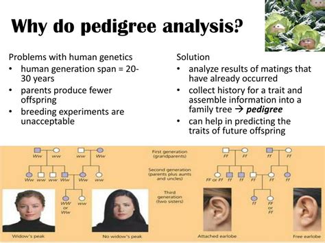 PPT - Pedigree Analysis PowerPoint Presentation, free download - ID:1320337