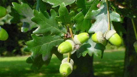 Quercus robur carballo roble O Camiño dos Faros