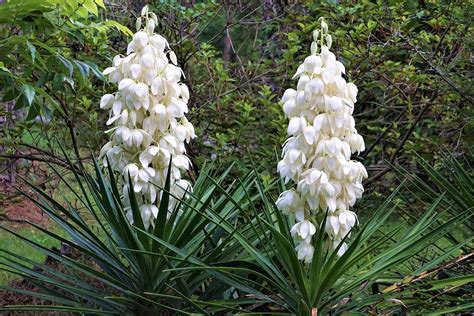 Yucca Growing Guides, Tips, and Information | Gardener's Path