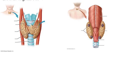 Bio 202 Thyroid Parathyroid Diagram Quizlet