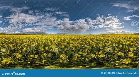 Full Seamless Spherical 360 Hdri Panorama View Among Rapeseed Canola