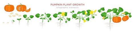 Pumpkin Growth Stages A Guide For Gardeners