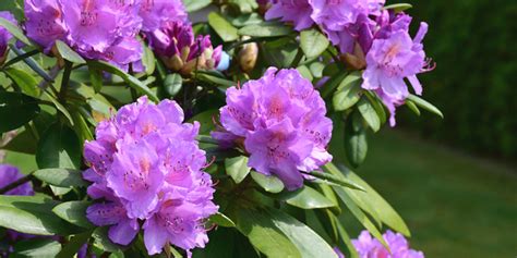 Rhododendron Plantation Culture Entretien Et Floraison